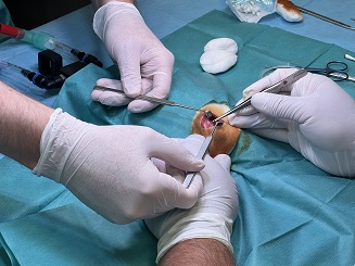 Illustration - #OurStories: PROFiBONE: A groundbreaking material for biomedicine is being developed. It can be used to 3D-print bone replacements