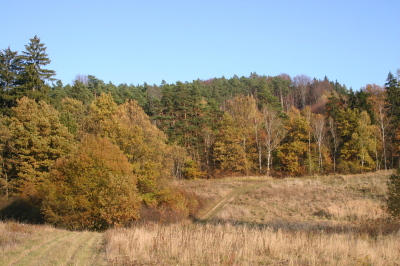 Referenn obrzek - Biogeochemick przkum les jako podklad pro dlouhodob vyuvn krajiny R